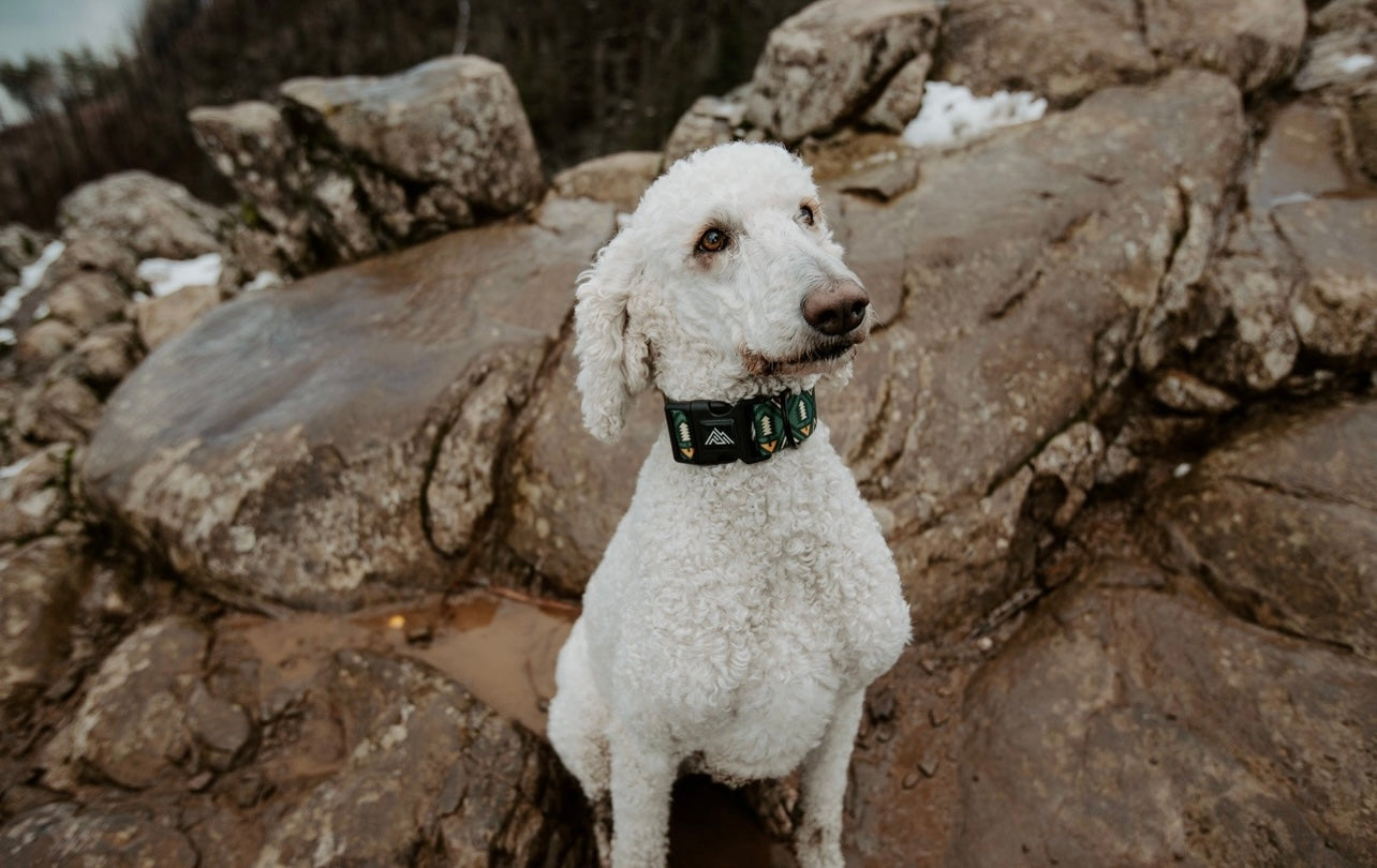 Evergreens Dog Collar