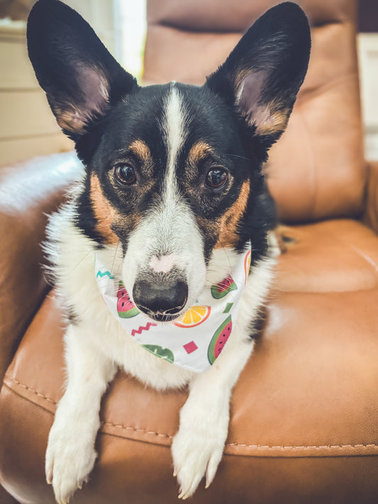 Doggie Bandanna