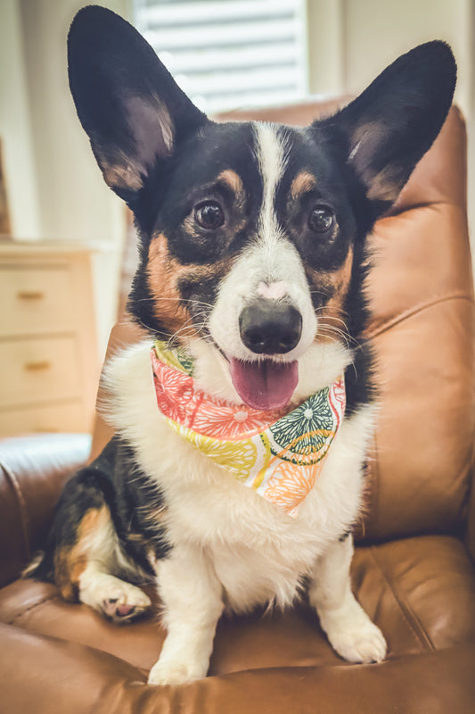 Doggie Bandanna